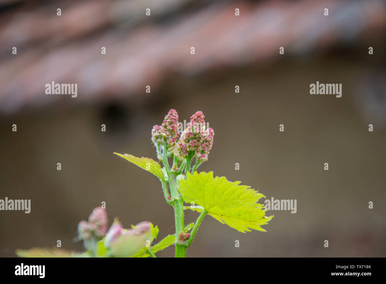 Kleine, frische grüne Blätter der Rebe. In der Nähe von blühenden Reben, Trauben, Blüte während des Tages. Traube Sämlinge auf einem Weinstock, kleinen Blütenknospen vor Stockfoto