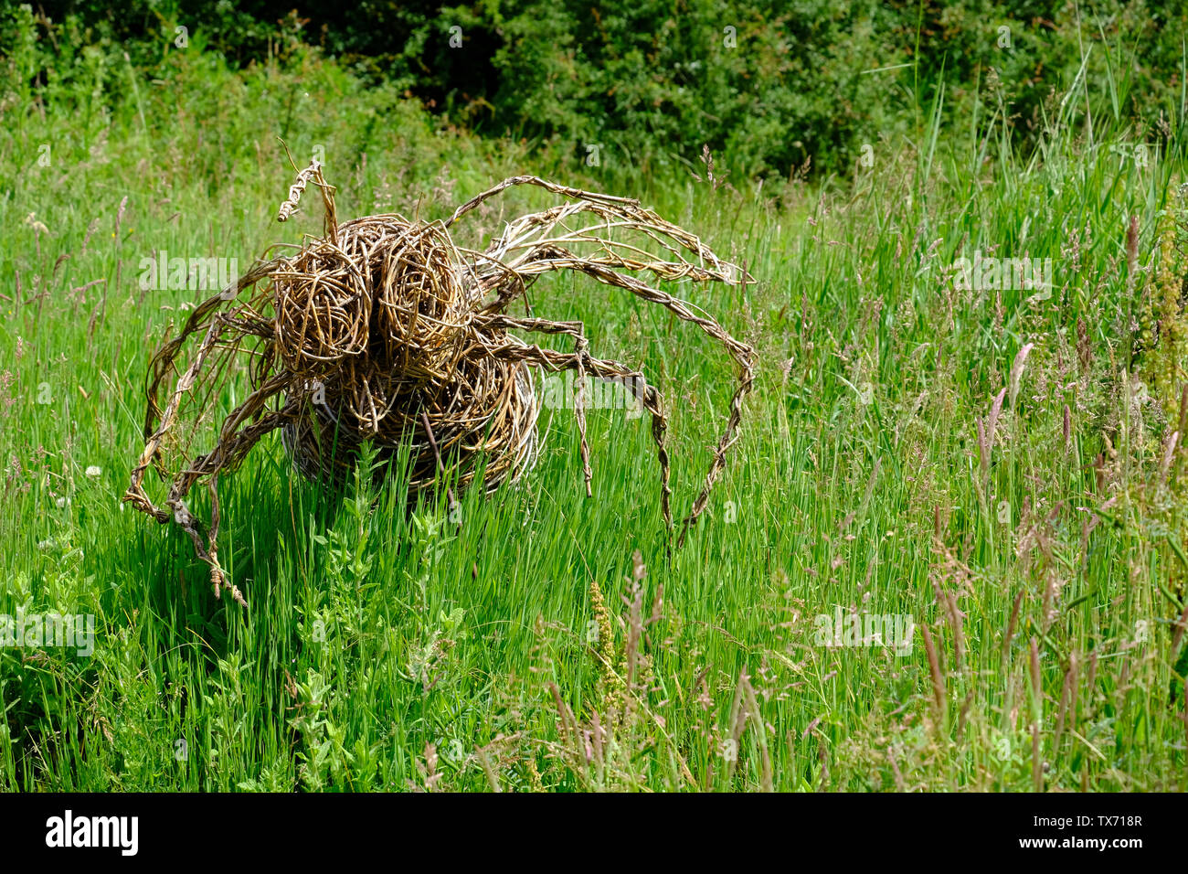 RSPB Nature Reserve, Pulborough Brooks, West Sussex, UK. Willow Skulptur einer Riesenspinne Stockfoto