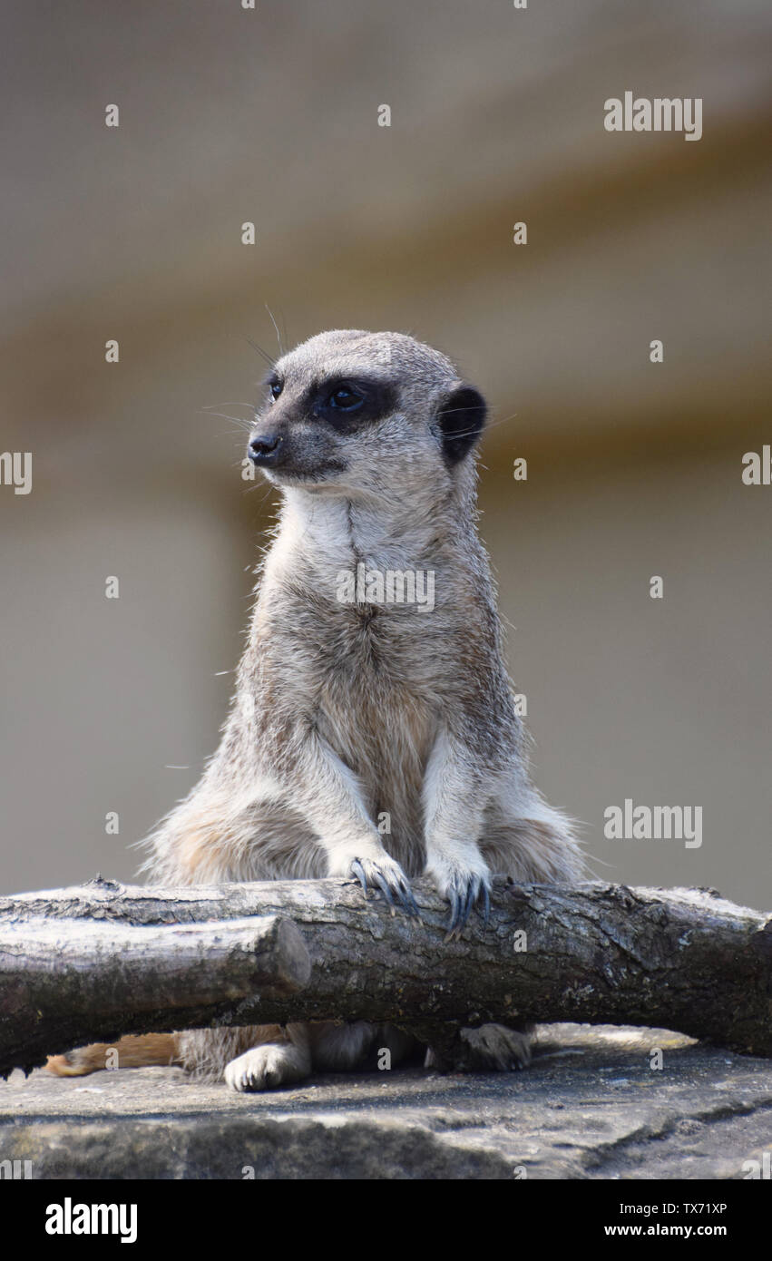 Erdmännchen Stockfoto