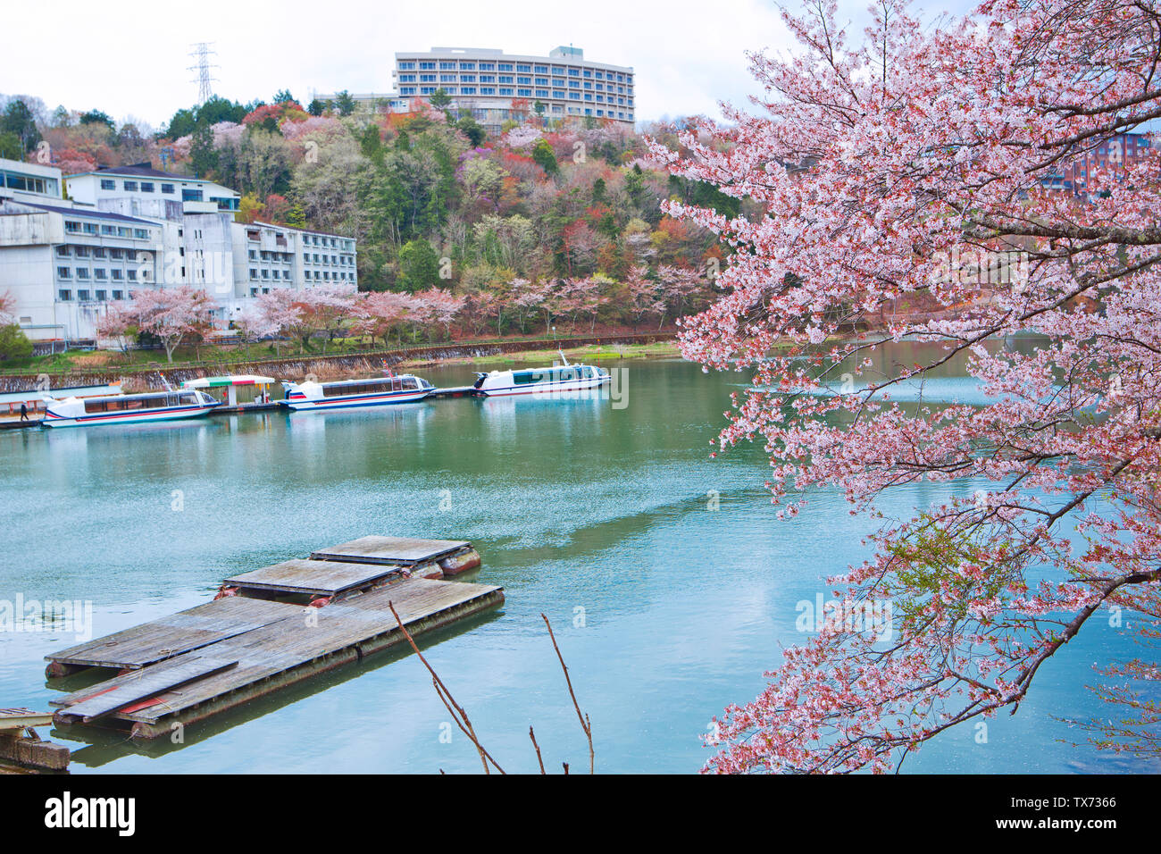 Sakura voller Blüte in Enakyosazanami Park, Präfektur Gifu, Japan Stockfoto