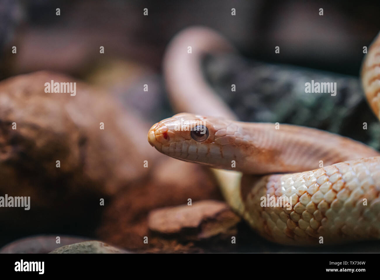 Nahaufnahme der Schlange den Kopf auf den Boden. Wildtiere Stockfoto