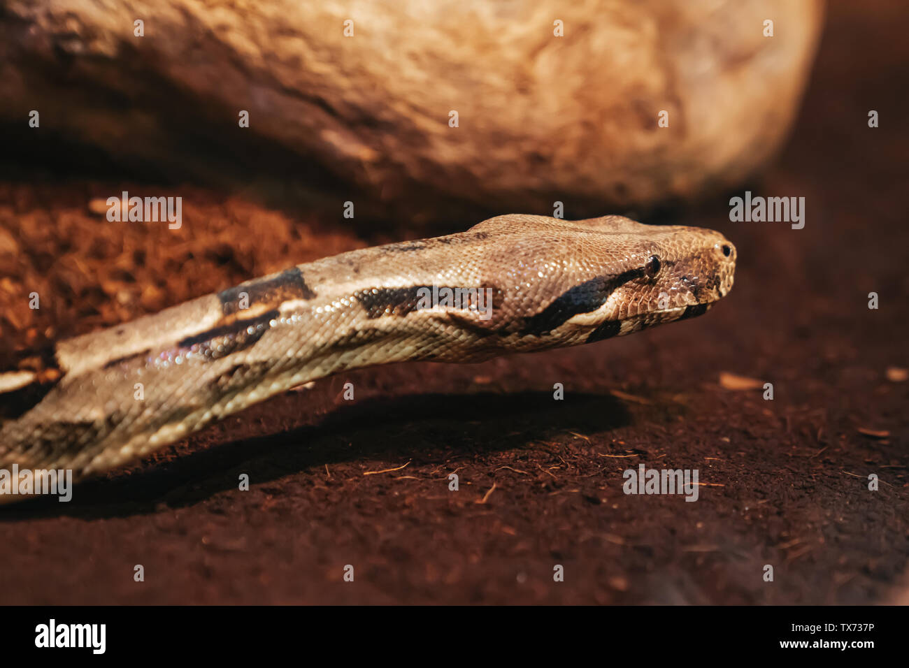 Nahaufnahme der Schlange den Kopf auf den Boden. Wildtiere Stockfoto