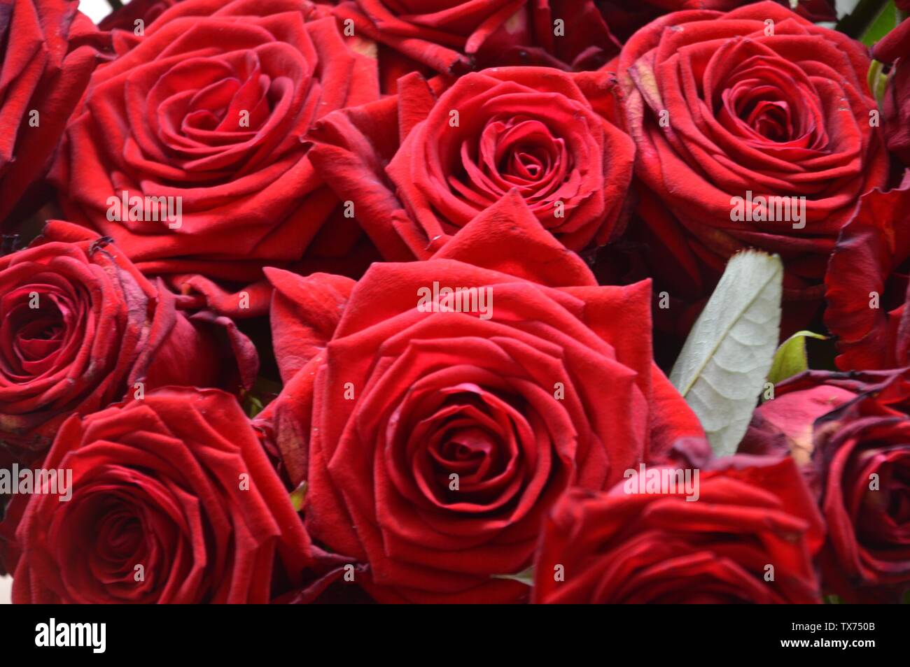 Red Rose, Glück, Gesundheit, Liebe und Aufmerksamkeit Stockfoto