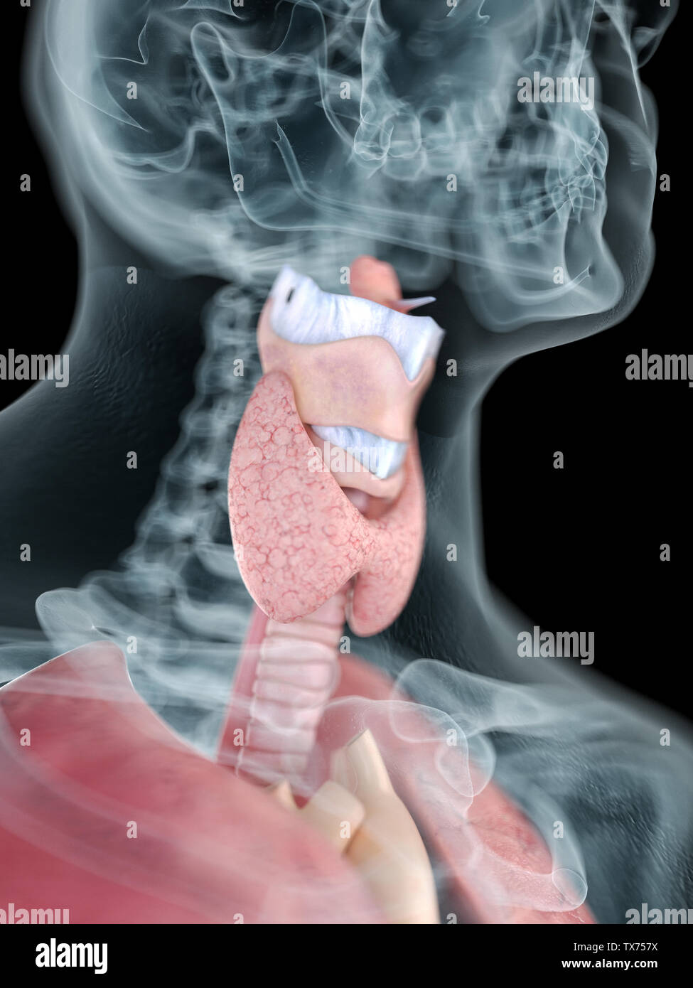 3D-gerenderte Medizinisch genaue Abbildung eines mans Rachen Anatomie Stockfoto