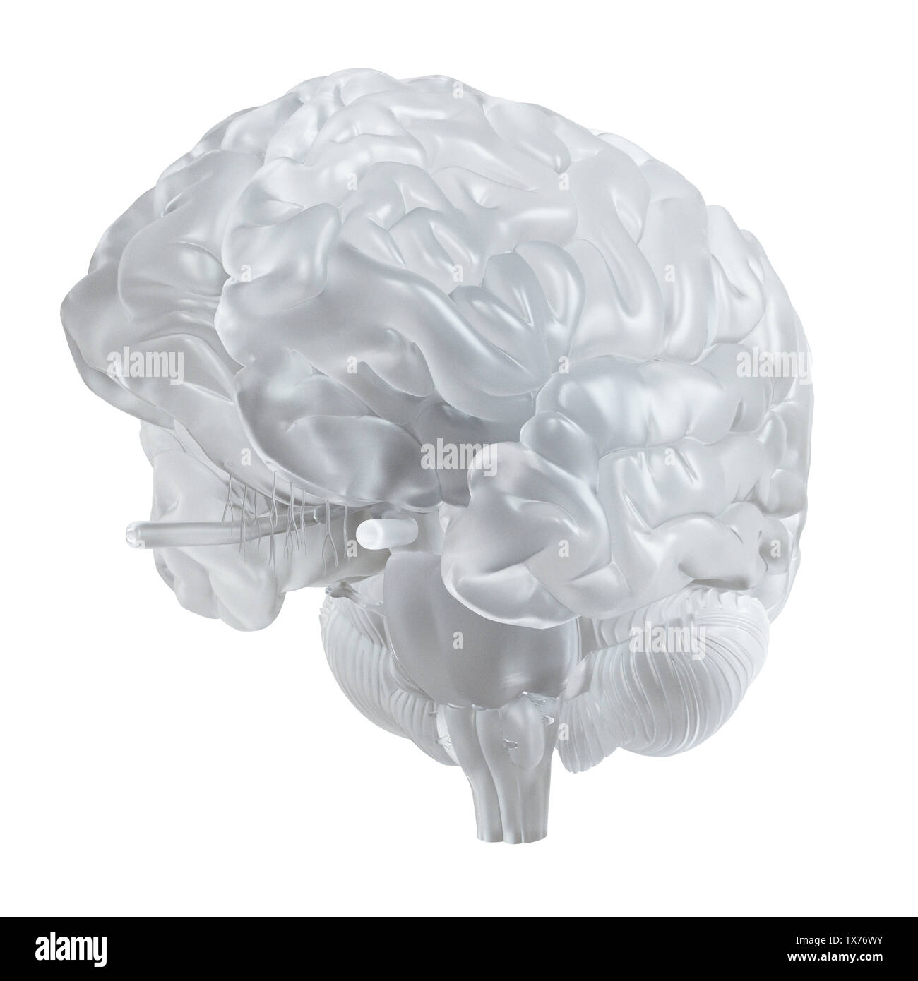 3D-gerenderte Medizinisch genaue Abbildung eines Glas Gehirn Stockfoto