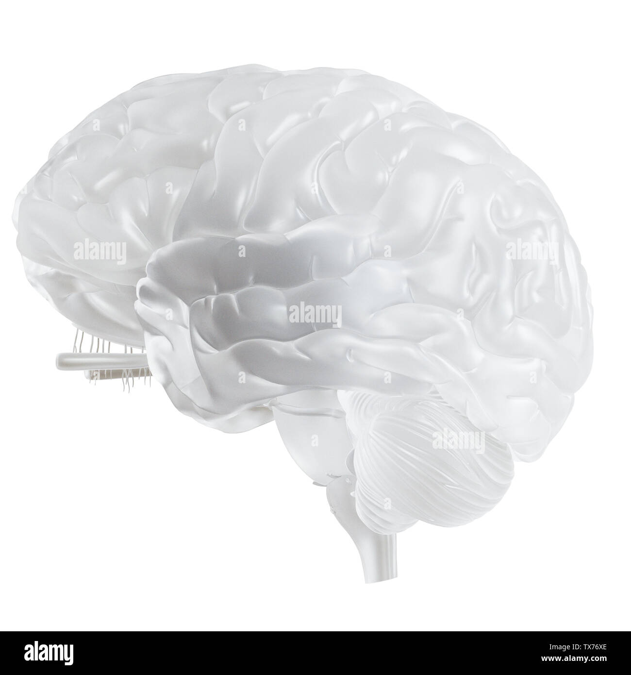 3D-gerenderte Medizinisch genaue Abbildung eines Glas Gehirn Stockfoto