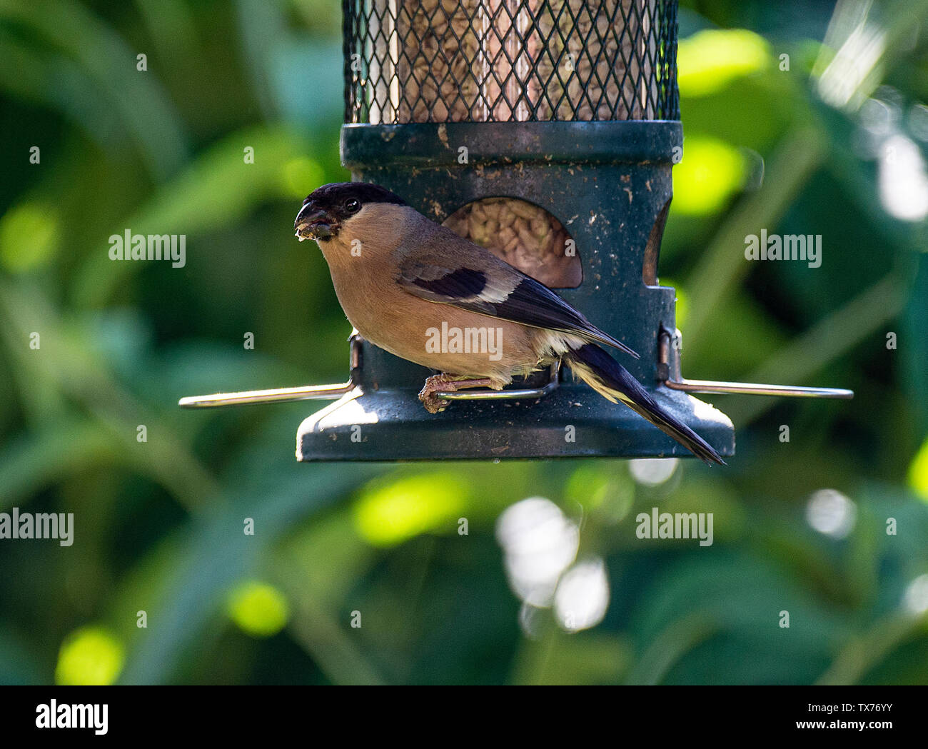 Eine weibliche Dompfaff Hocken auf einem Bird Feeder Essen Sonnenblume Herz Samen in einem Garten in Alsager Cheshire England Vereinigtes Königreich Großbritannien Stockfoto