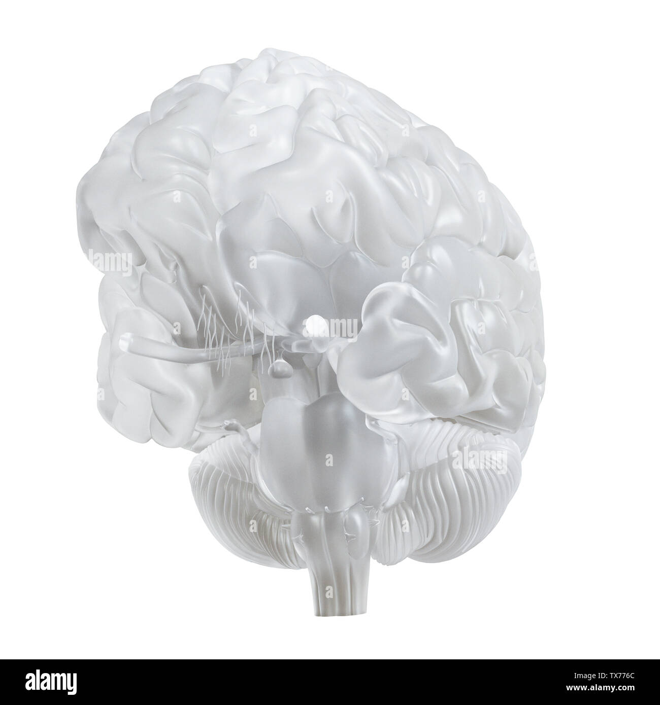 3D-gerenderte Medizinisch genaue Abbildung eines Glas Gehirn Stockfoto