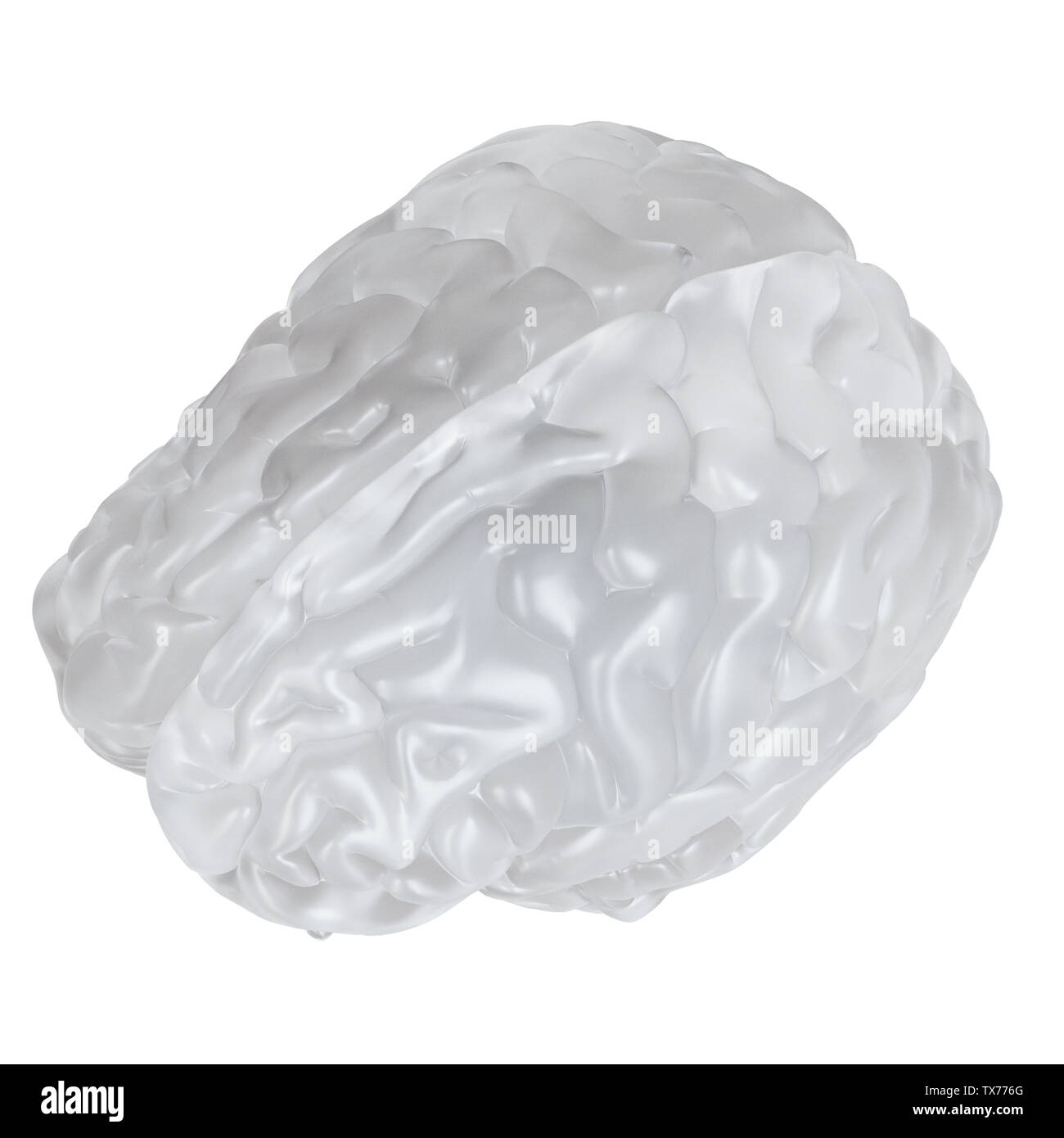 3D-gerenderte Medizinisch genaue Abbildung eines Glas Gehirn Stockfoto