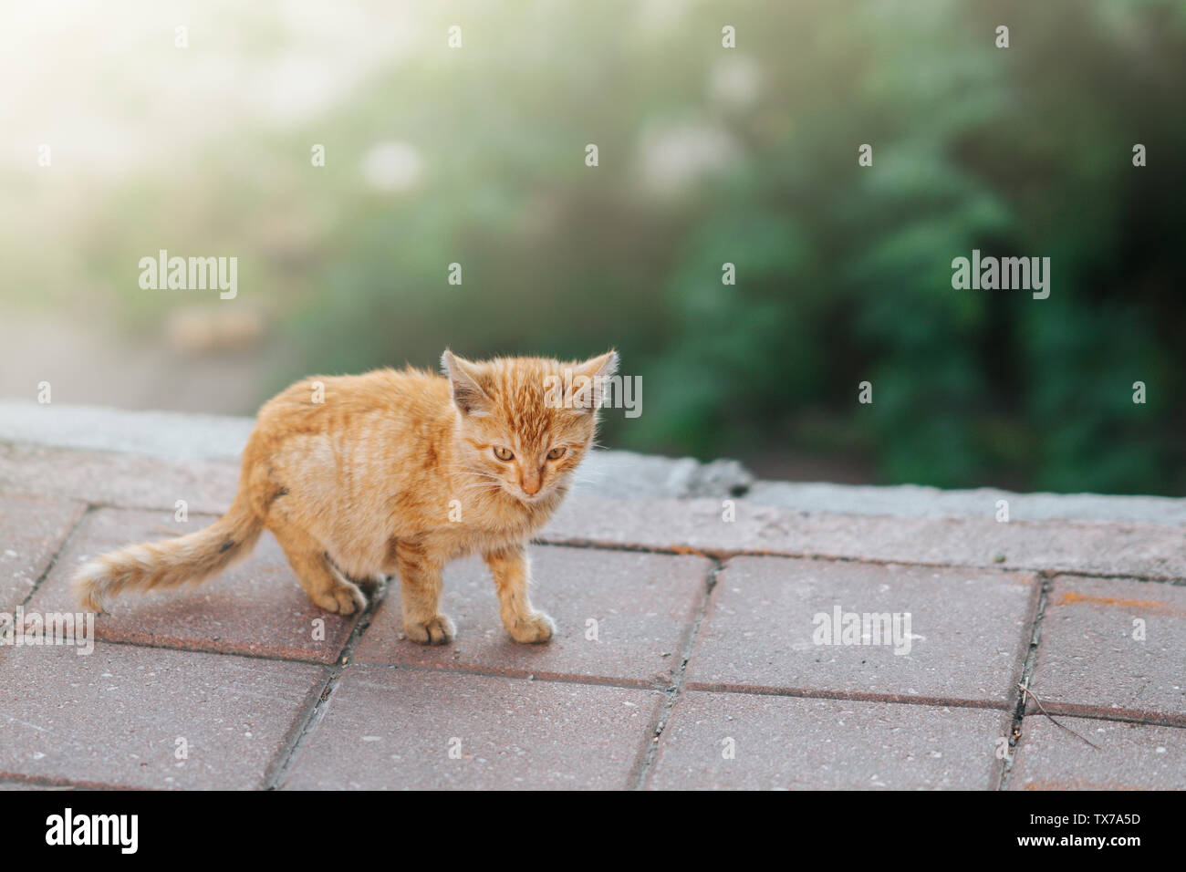 Kleine süße Katze stehen auf der Straße und suchen Kamera Stockfoto