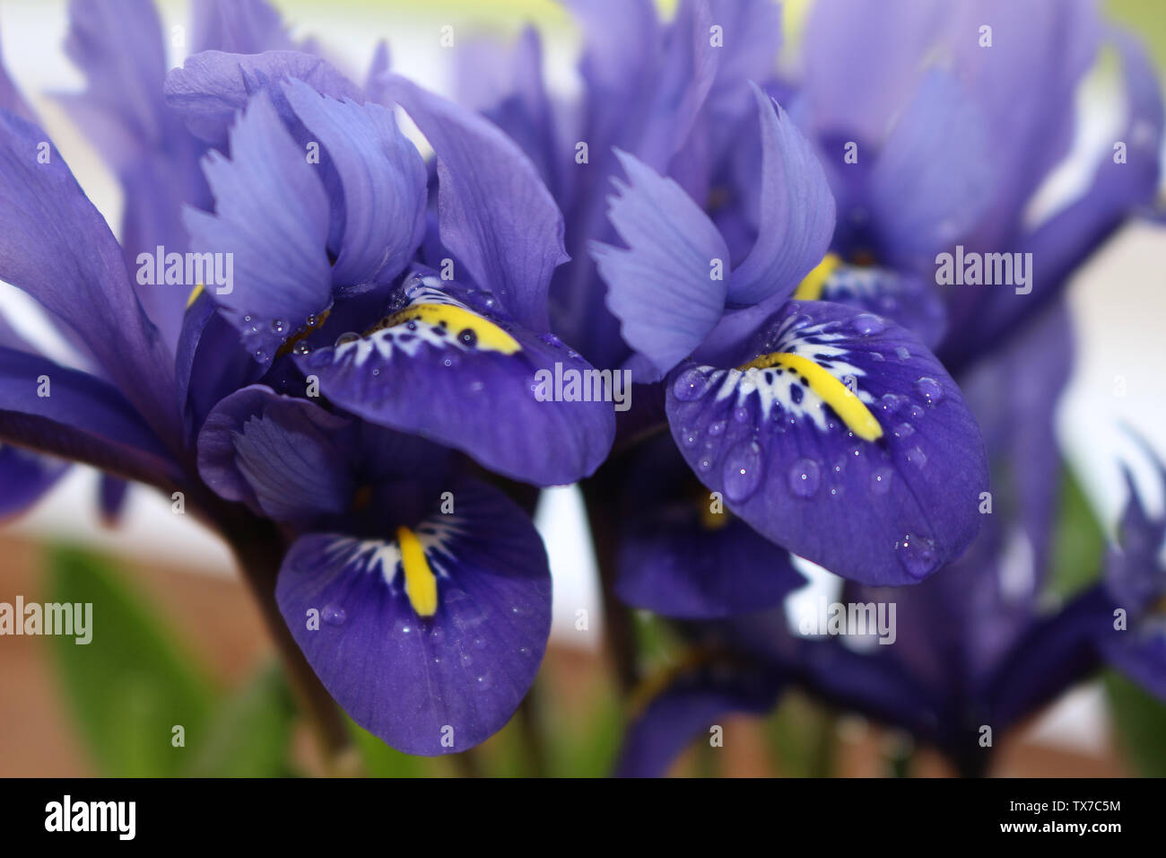 Iris reticulata oder fing Iris Blume Stockfoto