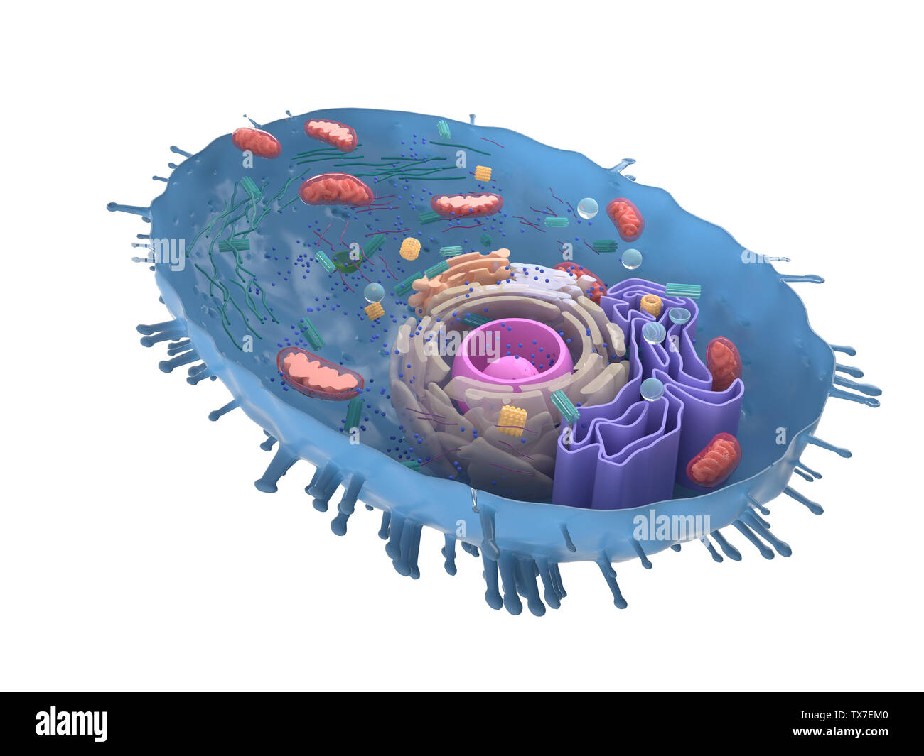 Gerenderten 3D-Bild einer menschlichen Zelle Querschnitt Stockfoto
