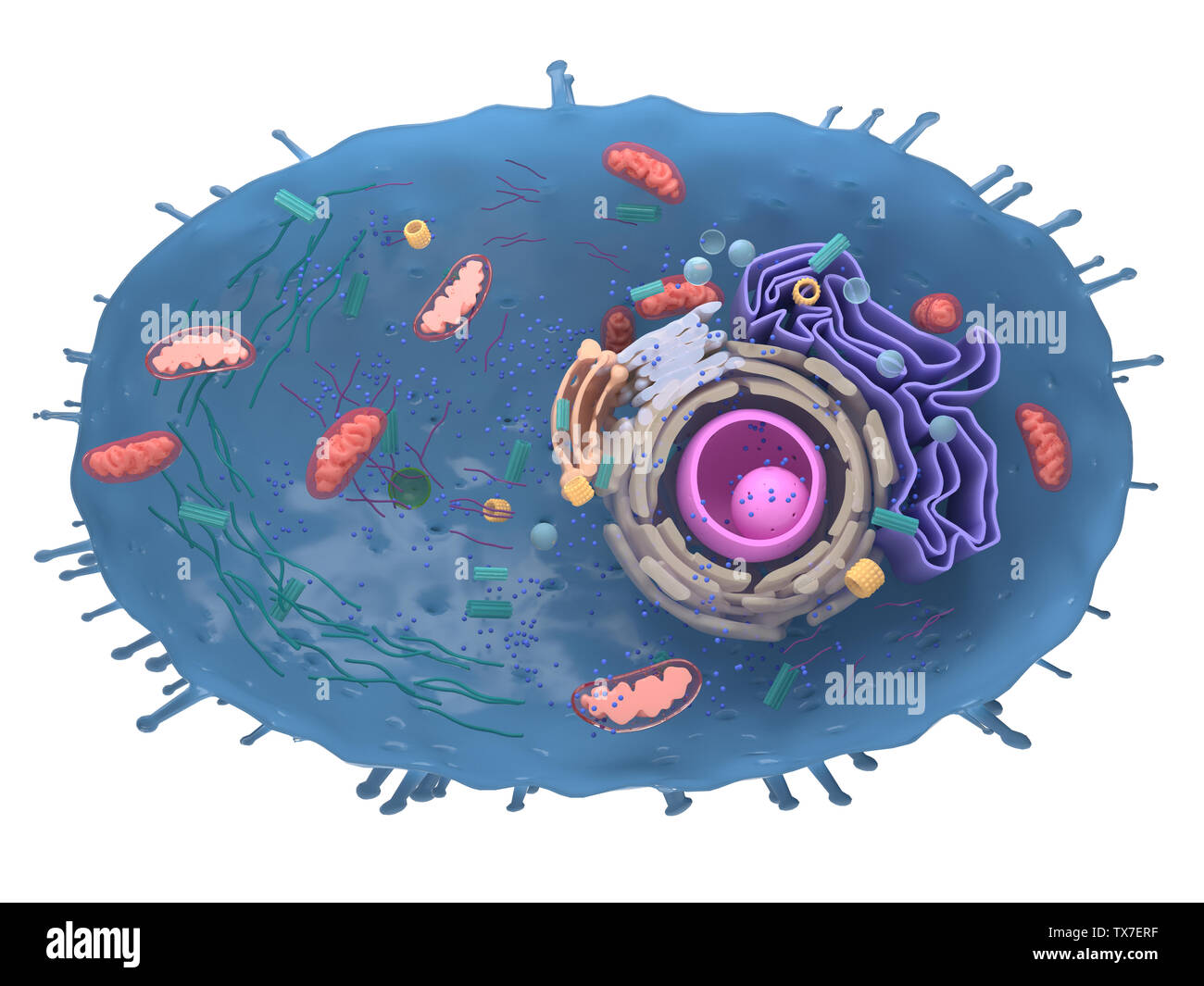Gerenderten 3D-Bild einer menschlichen Zelle Querschnitt Stockfoto