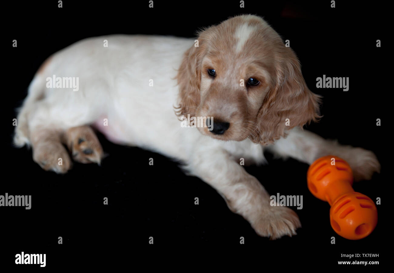 Cute Puppy English Cocker Spaniel Stockfoto