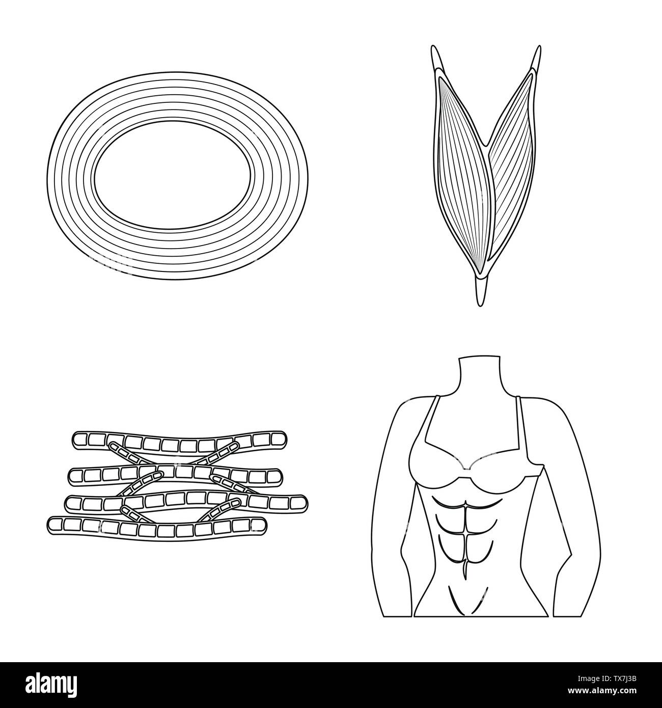 Vector Illustration der Faser und muskulös. Satz von Faser- und Körper vektor Illustration. Stock Vektor