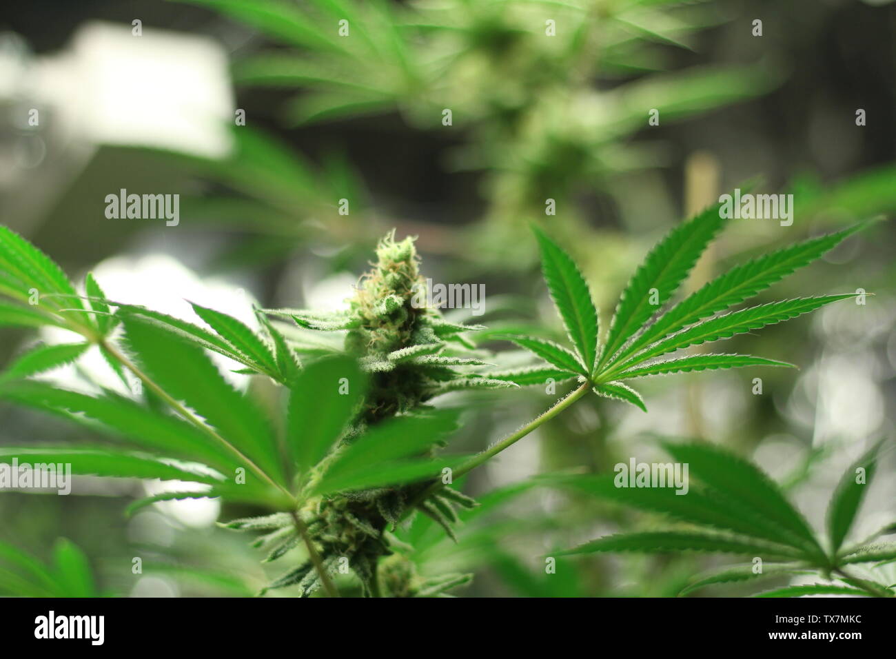 Grüne medizinisches Marihuana pflanzen Nahaufnahme Stockfoto