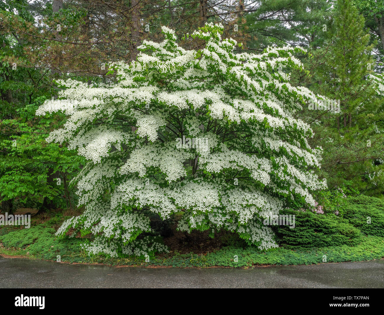 Reifen weiß blühende Hartriegel Baum in voller Blüte. Stockfoto