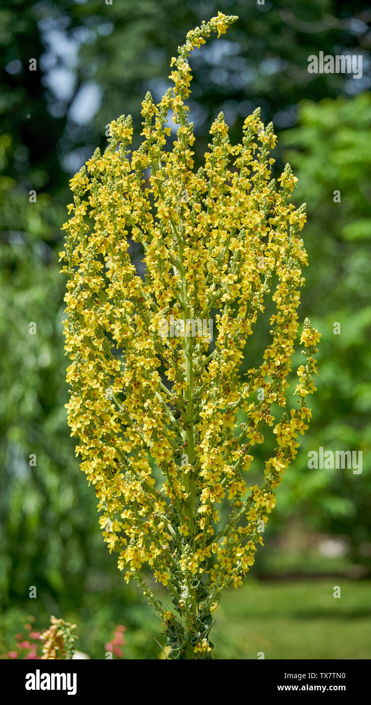 Königskerze Blume in voller Blüte Molène nigrum große Königskerze gemeinsame Königskerze samt Anlage Stockfoto