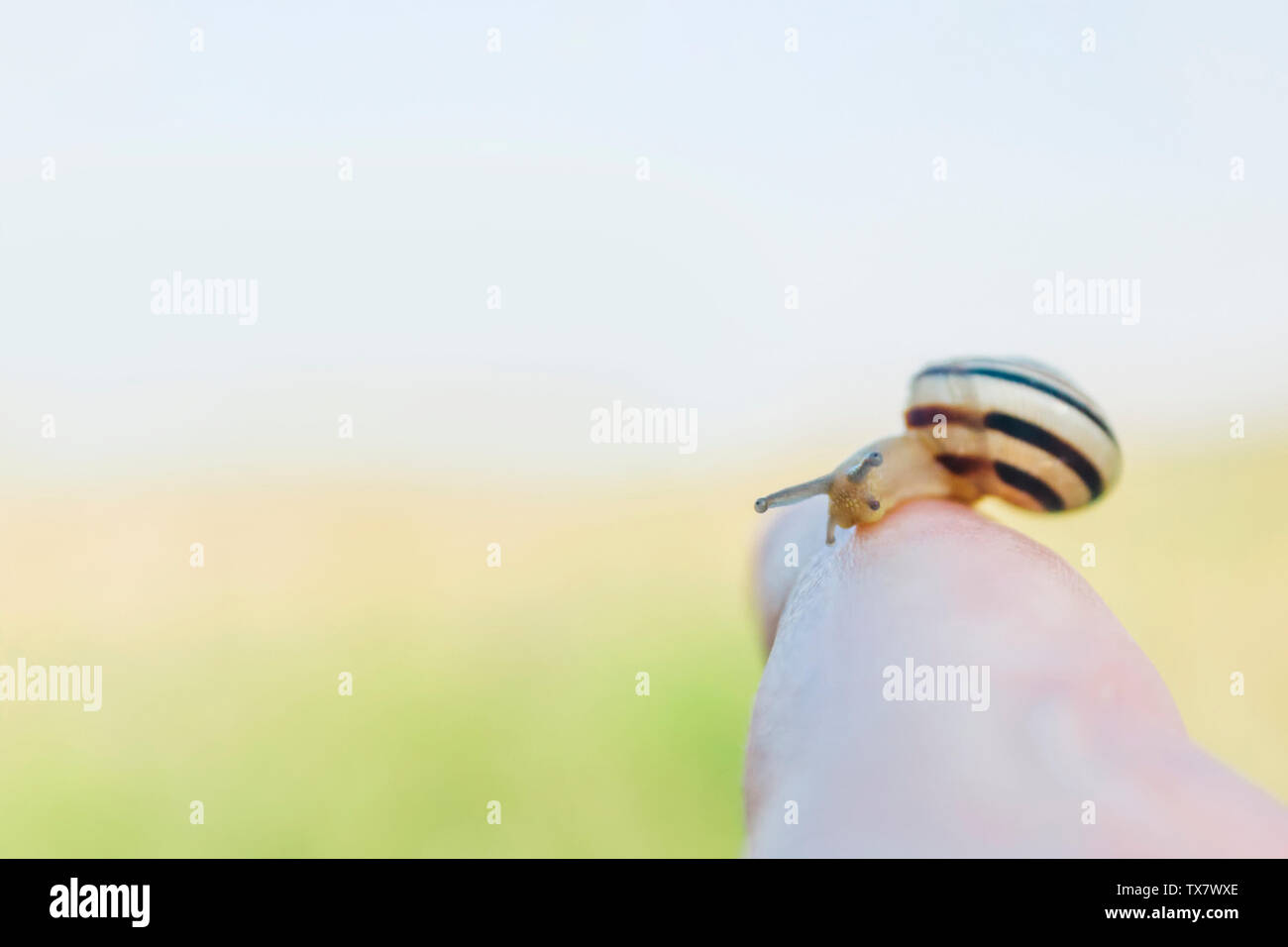 Eine kleine Schnecke auf die Finger mit einem hellen Sommer Hintergrund und Kopieren. In der Nähe der Cochlea mit Streifen auf der Shell Stockfoto