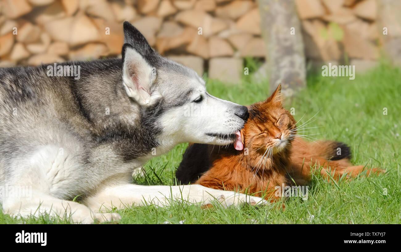 Siberian Husky Hund Lecken Somali Katze Sie Zusammen Liegen