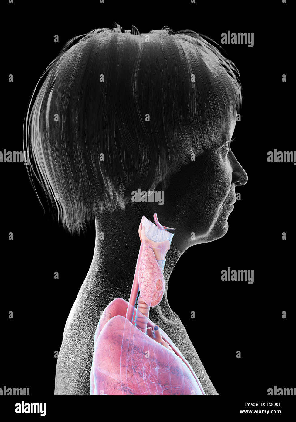 3D-gerenderte Medizinisch genaue Abbildung eines älteren Frauen im Rachen Anatomie Stockfoto