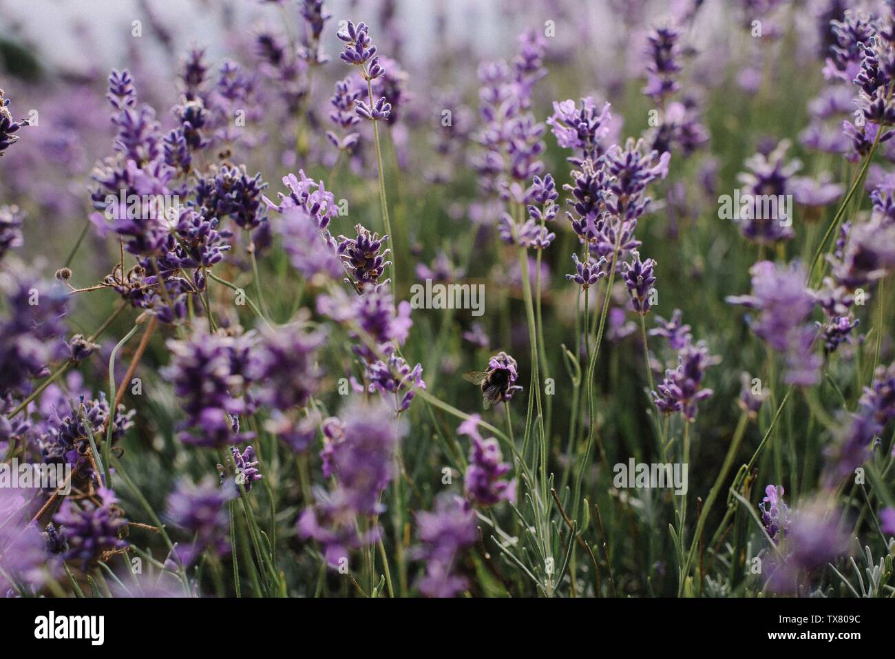 Hummel auf Lavendel Stockfoto