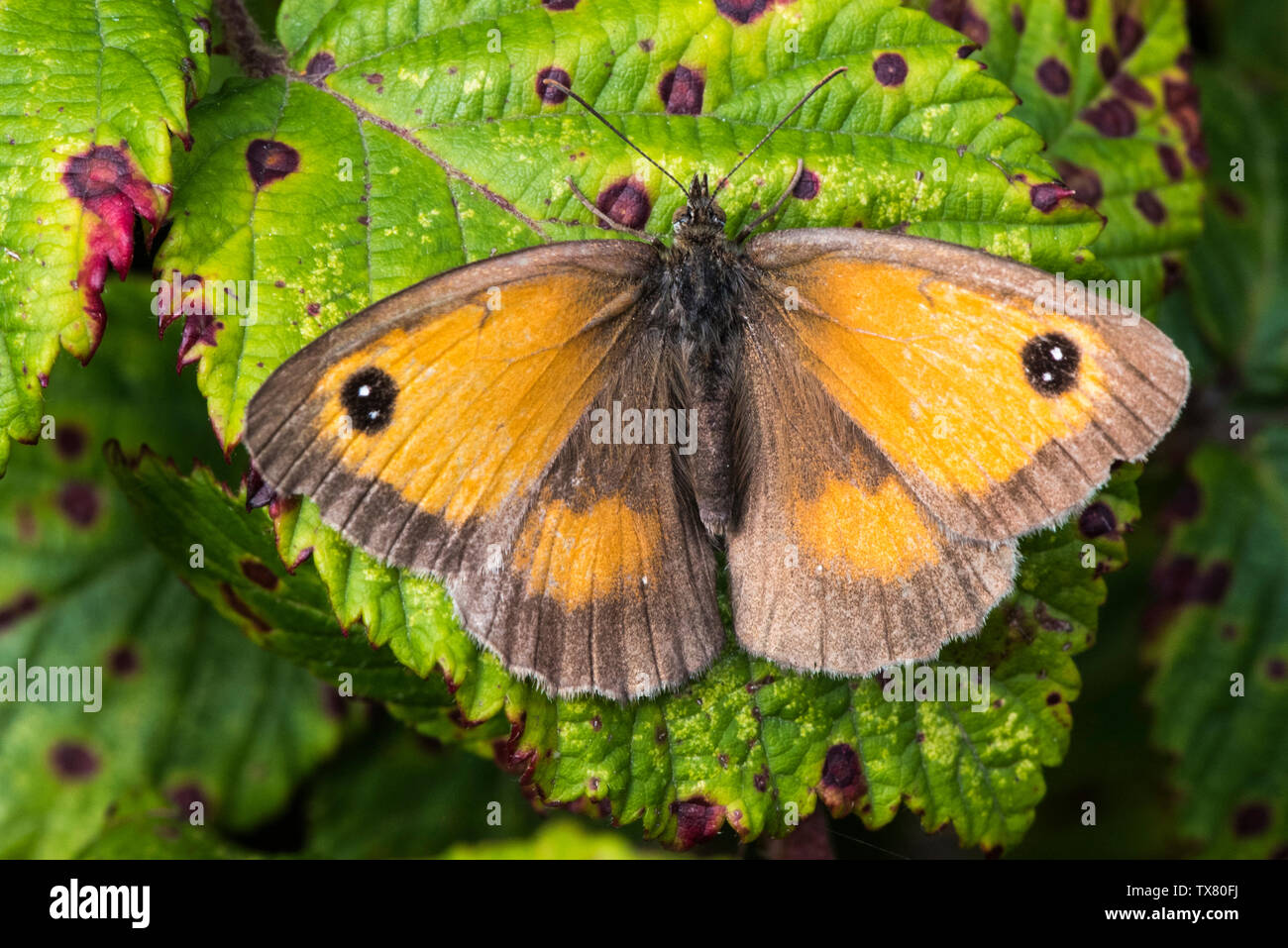 Gatekeeper Schmetterling auf meliert Dornbusch Blatt, Flügel geöffnet Stockfoto