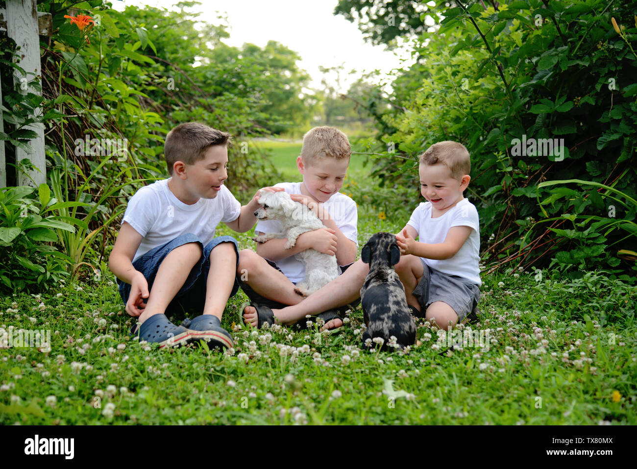 Drei Jungs sitzen mit ihren Hunden Stockfoto