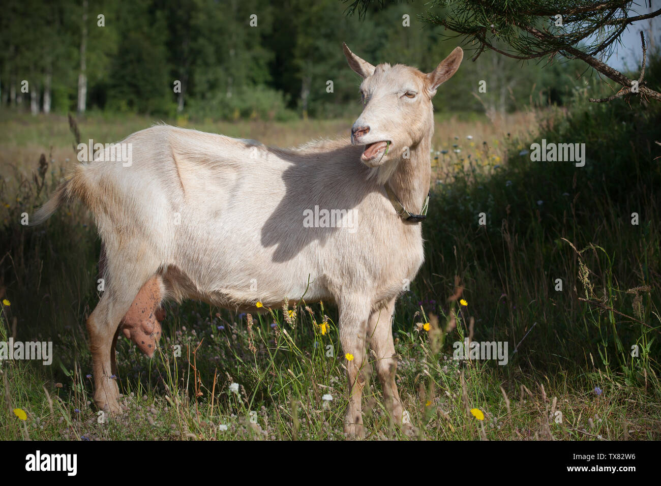 Eine alte Ziege mit einem großen Euter isst Piniennadeln Stockfoto