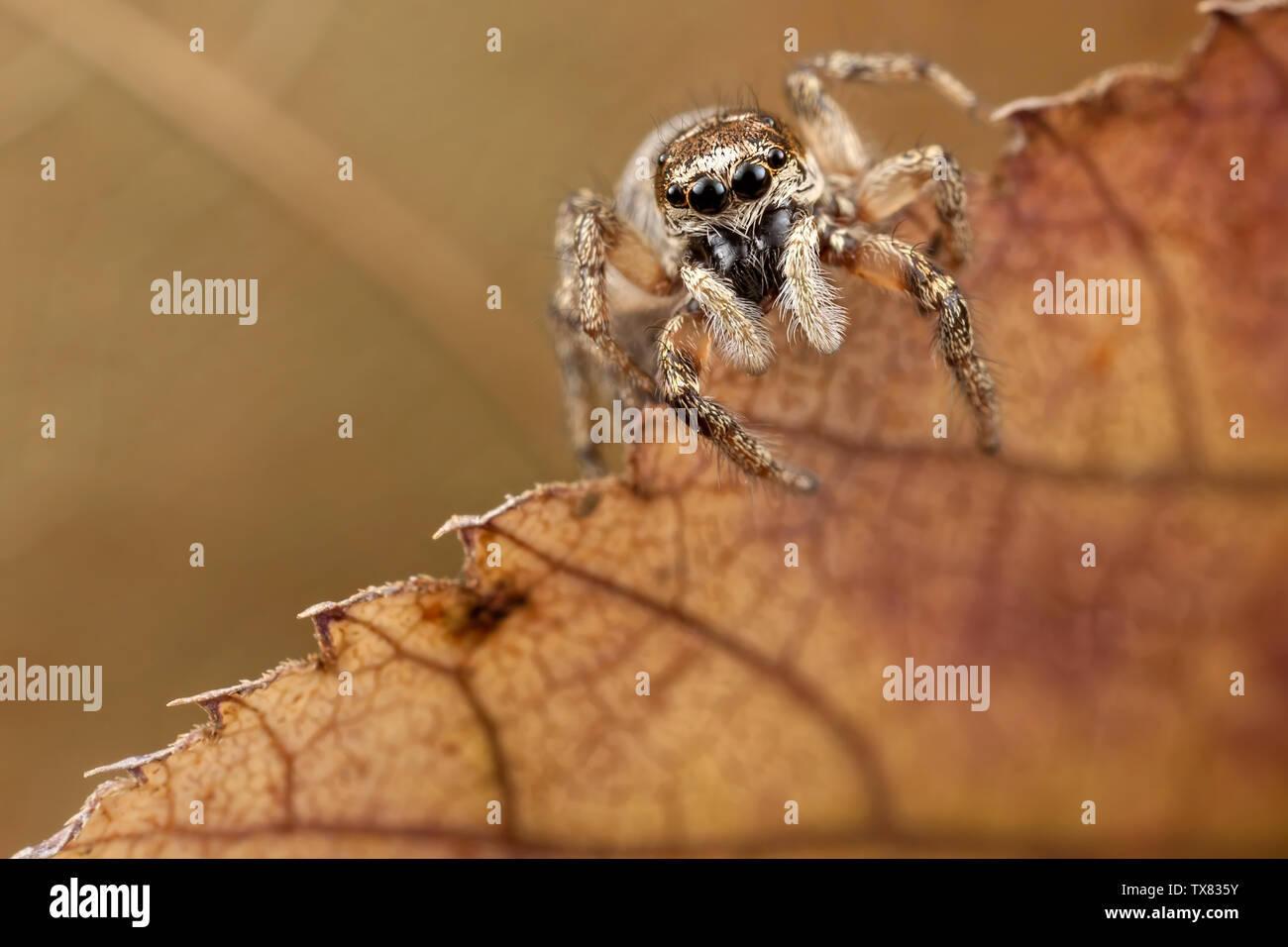 Jumping Spider auf transparenten Blatt Stockfoto
