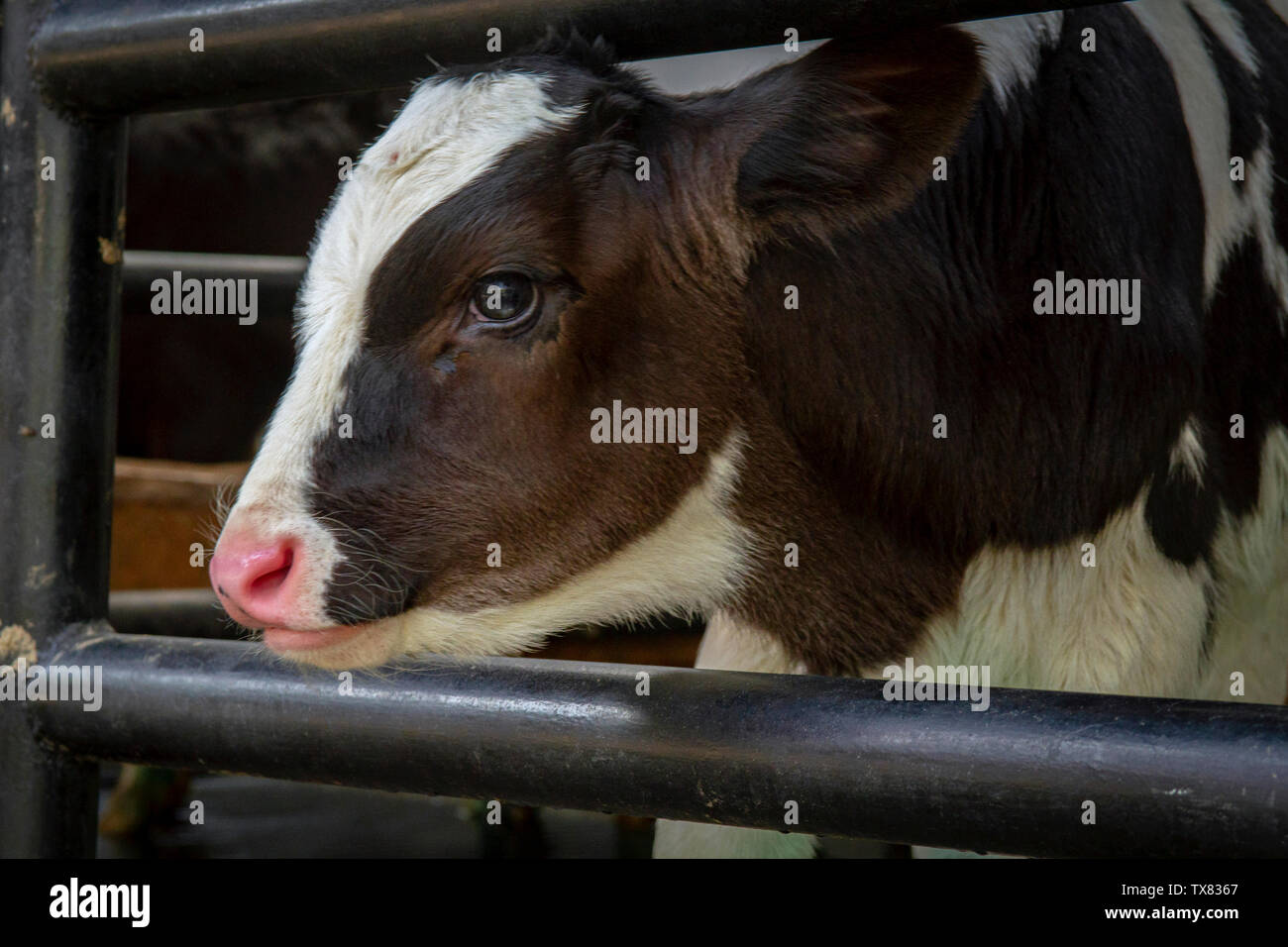Das Kalb gerade Mittag eine Flasche Milch aus dem Keeper Stockfoto