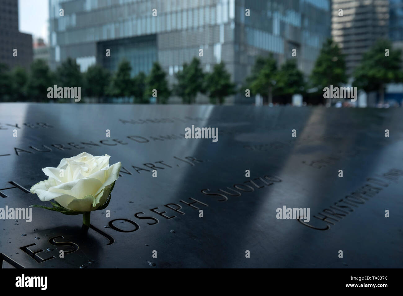 Eine Rose auf der Ground Zero Memorial im Schatten des One World Trade Center, New York, USA Stockfoto