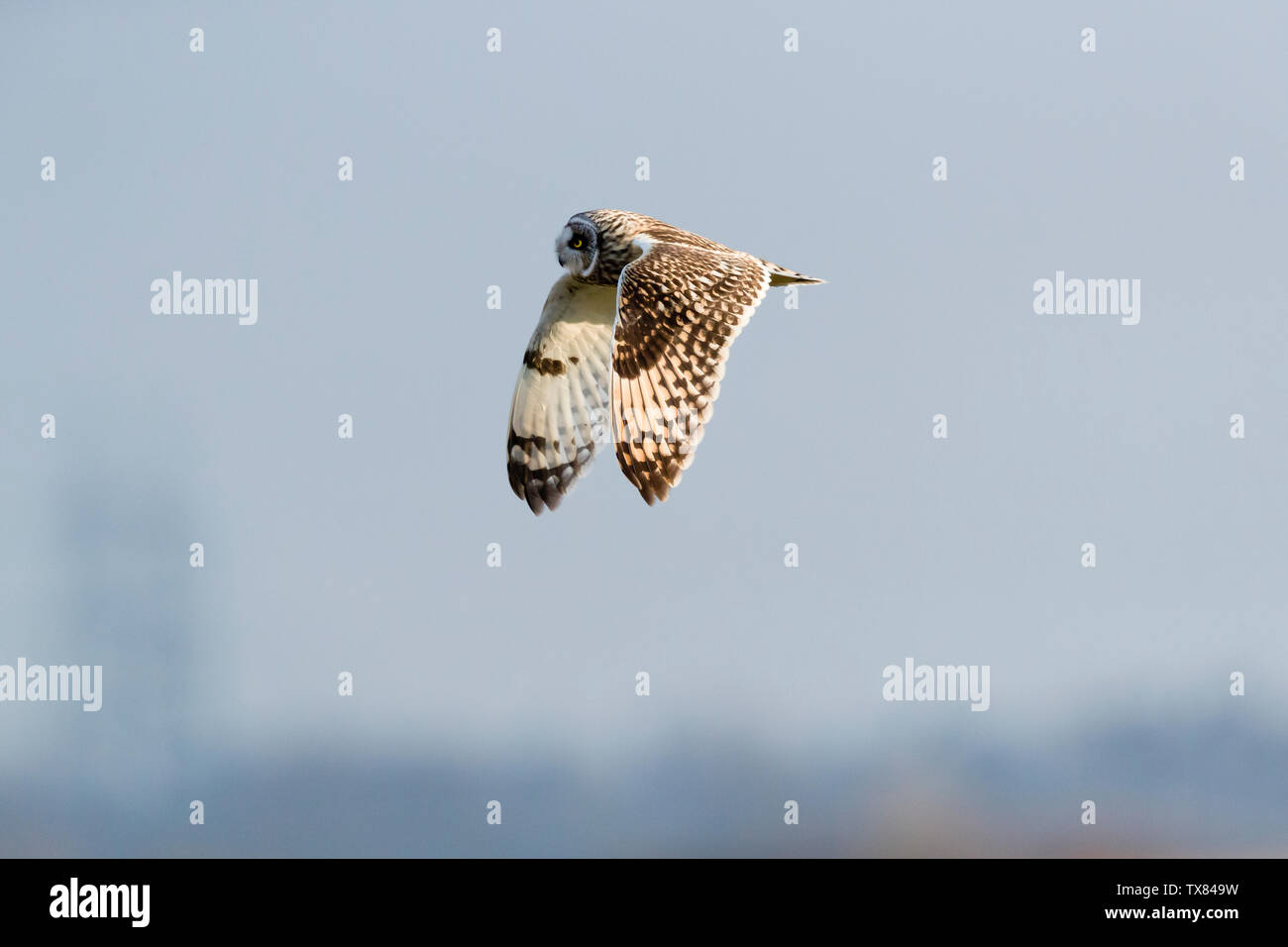 Kurze eared Eule Jagd Stockfoto