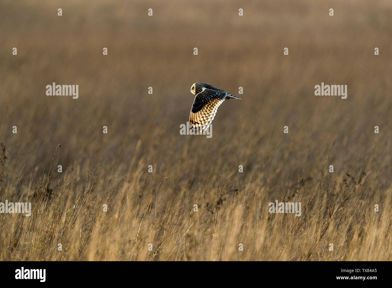 Kurze eared Eule Jagd Stockfoto