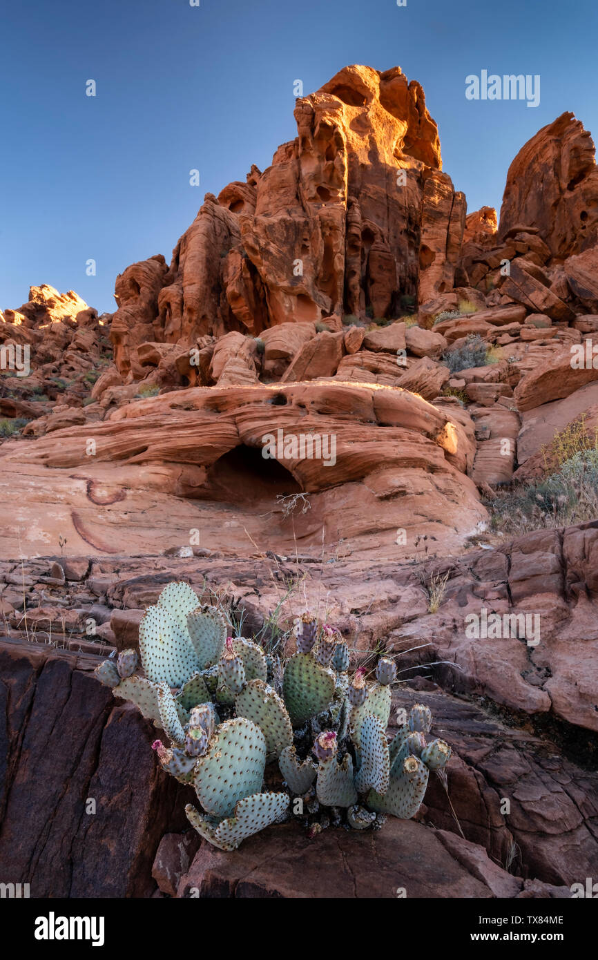Beavertail Desert Cactus bei Sonnenaufgang, Valley of Fire State Park, Nevada, USA Stockfoto