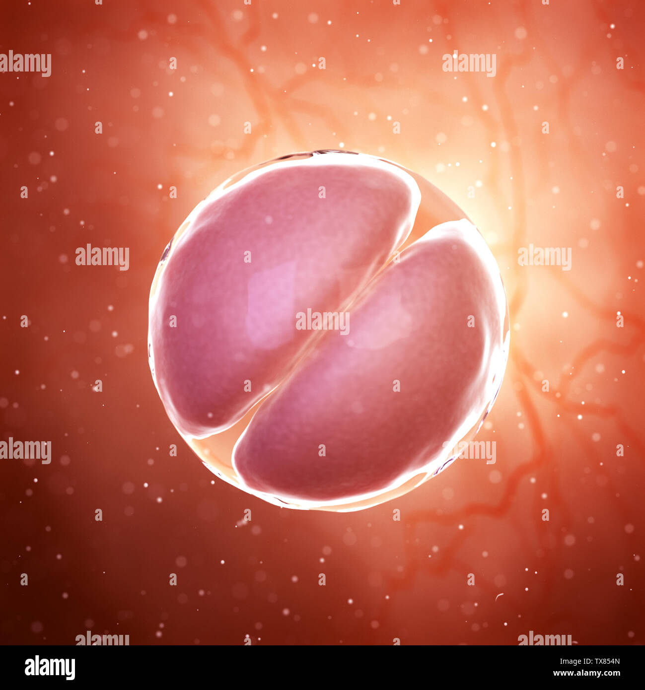 3D-gerenderte Medizinisch genaue Abbildung eines 2-Zell-Stadium embryo Stockfoto