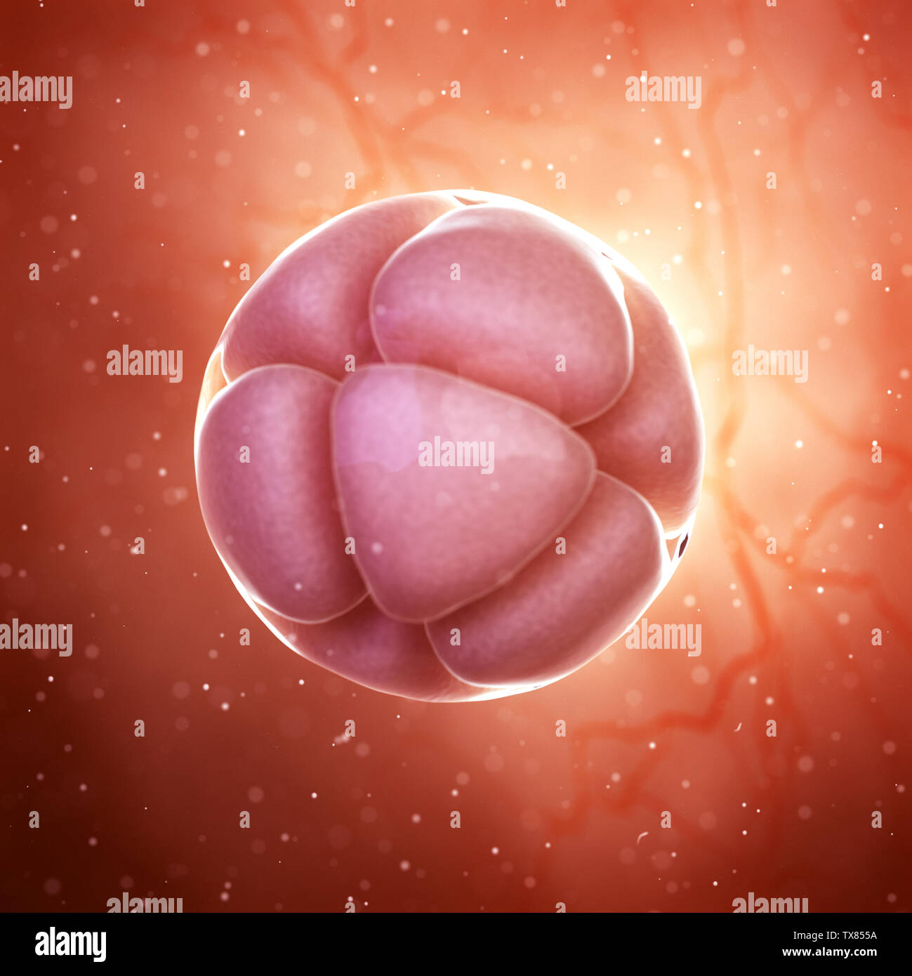 3D-gerenderte Medizinisch genaue Abbildung eines 8-stage Embryo Stockfoto
