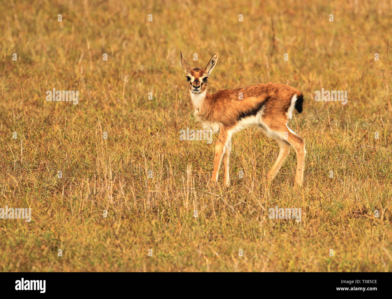Baby Thomson's Gazelle fawn, Eudorcas thomsonii, in die Kamera schaut isoliert angreifbar. Masai Mara National Reserve, Kenia, Ostafrika Stockfoto
