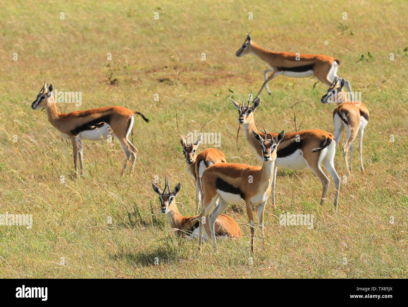 Die Herde Thomson Gazellen, Eudorcas thomsonii, Lagerbestand noch auf Grünland. Masai Mara National Reserve, Kenia, Afrika. Kenia Safari Wildlife Stockfoto