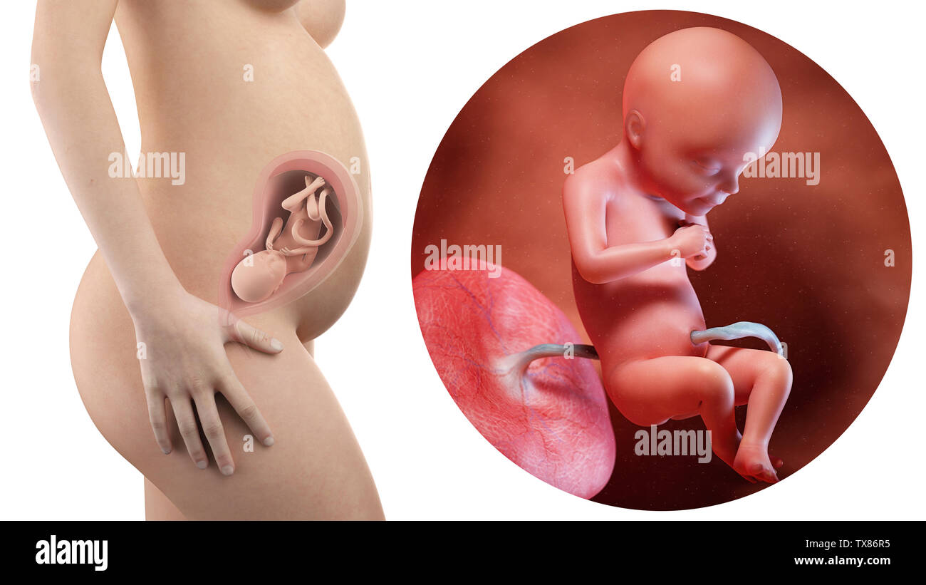 Schwangere Frau mit sichtbaren Gebärmutter und Fötus Woche 28 Stockfoto