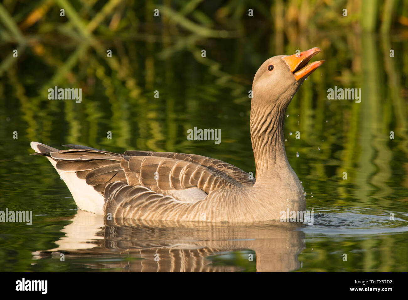 Graugans, Anser anser, auf dem Fluss Bure, den Norfolk Broads, UK, Mai Stockfoto