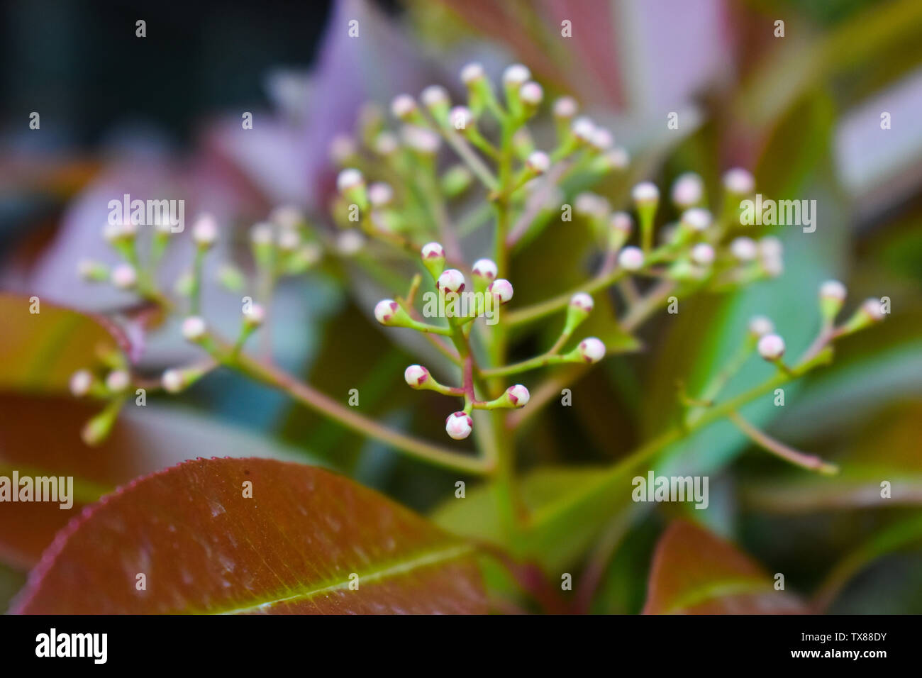 Makro Nahaufnahme von einem markanten weißen blühende Blume. Seltene Blume gesetzlich geschützt. Stockfoto