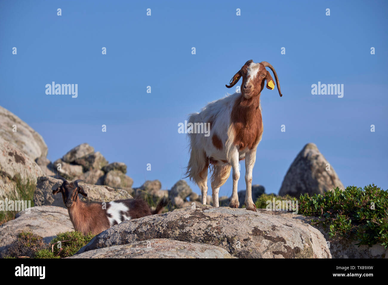 Wilde Ziegen auf der Volax Plateau. Tinos, Griechenland. Stockfoto