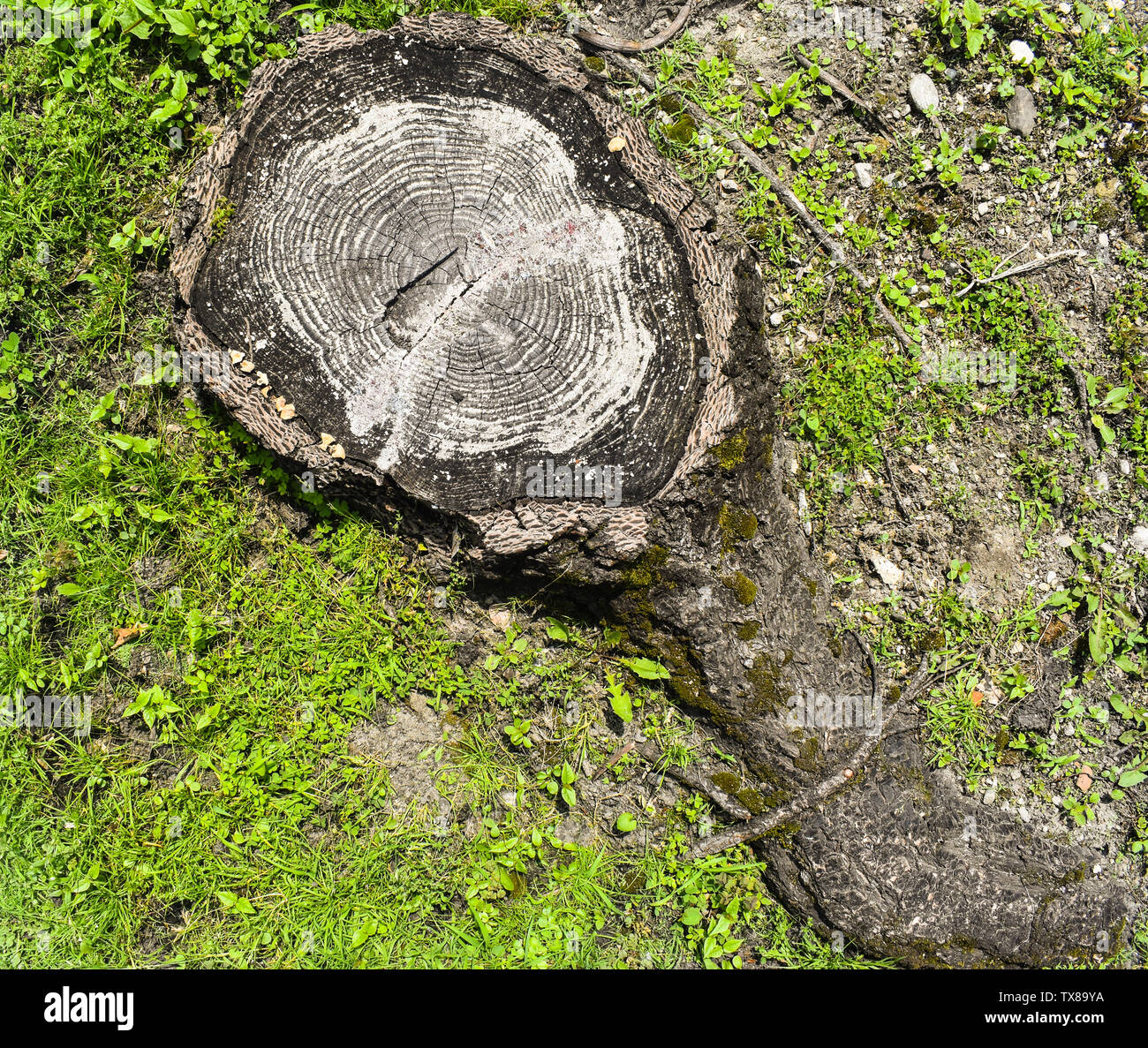 Stamm Holz- querschnitt Textur mit Baum Jahresringe. Alter Baum". Stockfoto