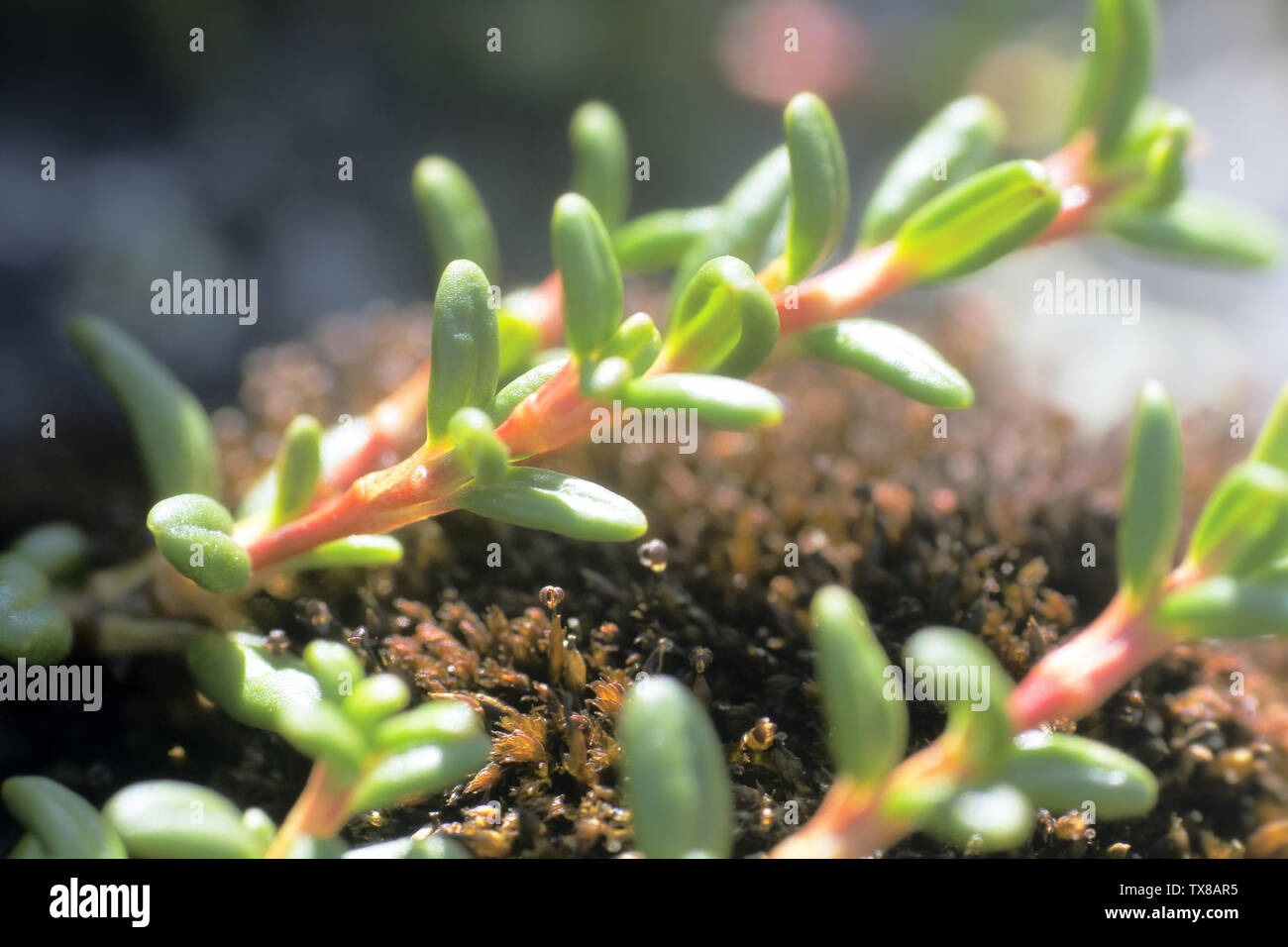 Moss im Zoom, die Sie nicht in einer bergigen Gegend der arktischen Tundra gesehen haben. Helle und vielfältige Flora. Stockfoto