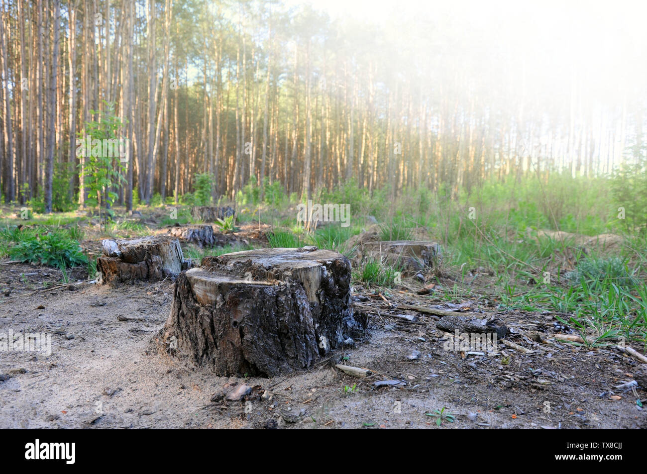 Kiefer Baumstumpf im Wald, der Rest des gefällten Baumes, der Entwaldung. Borkenkäfer Stockfoto