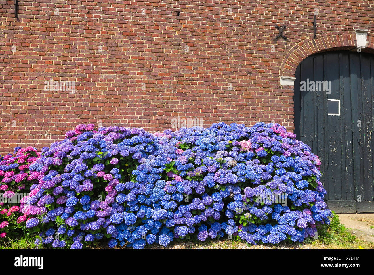 Blau und Violett blühende Hortensie Blumen gegen Red brick wall des alten  holländischen Bauernhof - Niederlande, Venlo Stockfotografie - Alamy