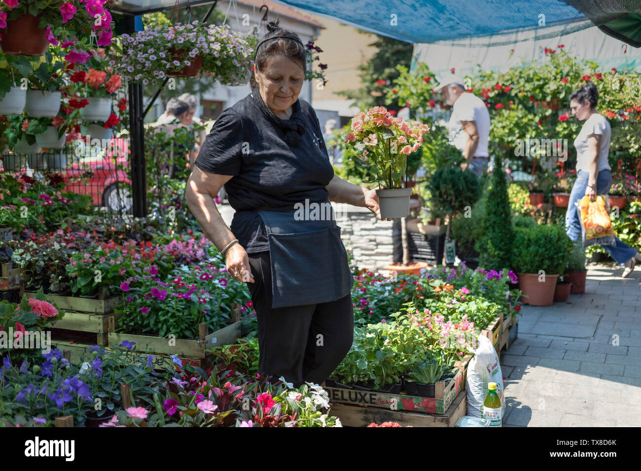 Belgrad, Serbien, 22. Juni 2019: Blume Verkäufer Frau am Zemun Grüner Markt Stockfoto