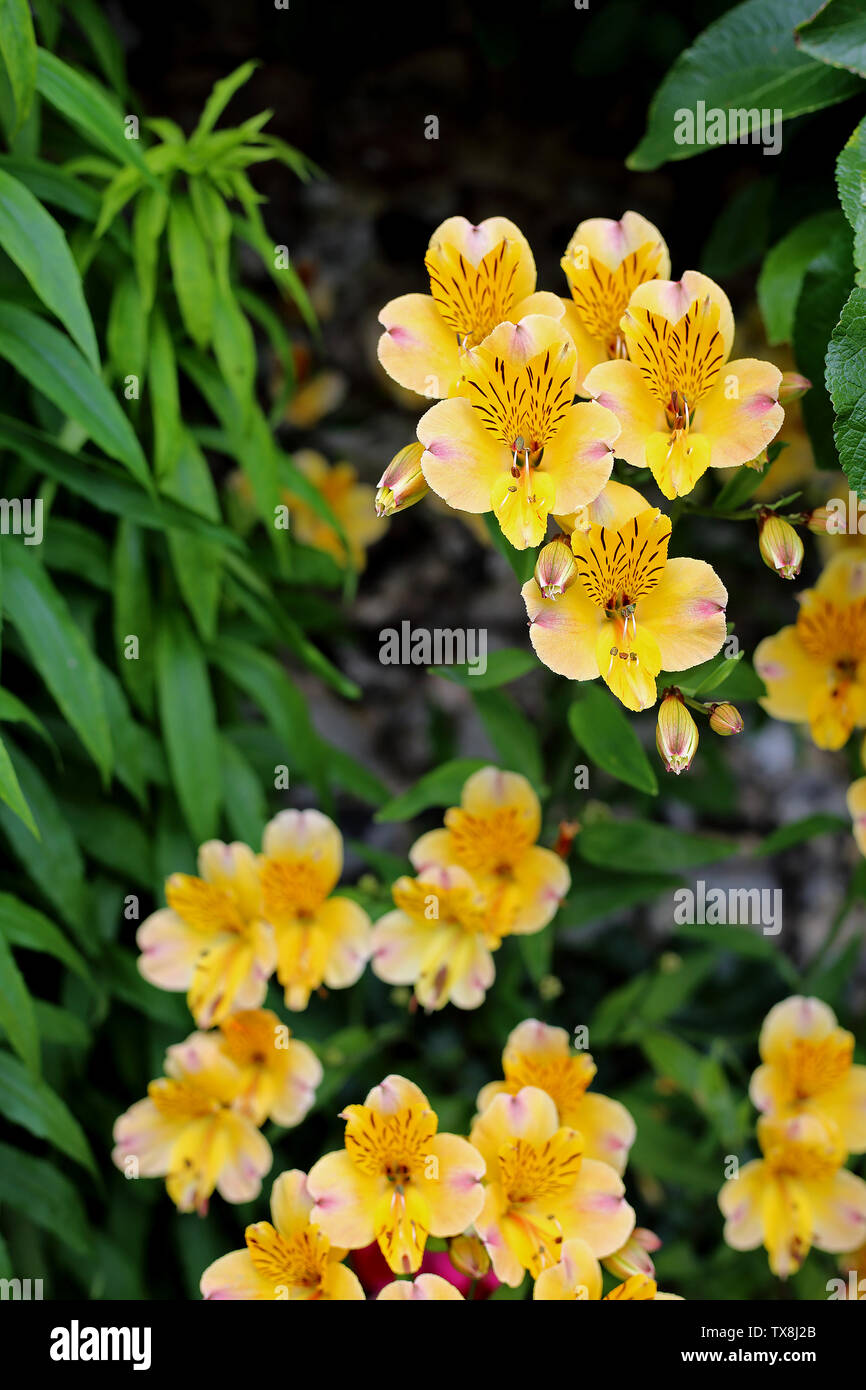 Peruanische Lily (Alstroemeria 'Flaming Star' / alstroemeriaceae) wachsen in einem Oxfordshire, UK, Garten. Stockfoto