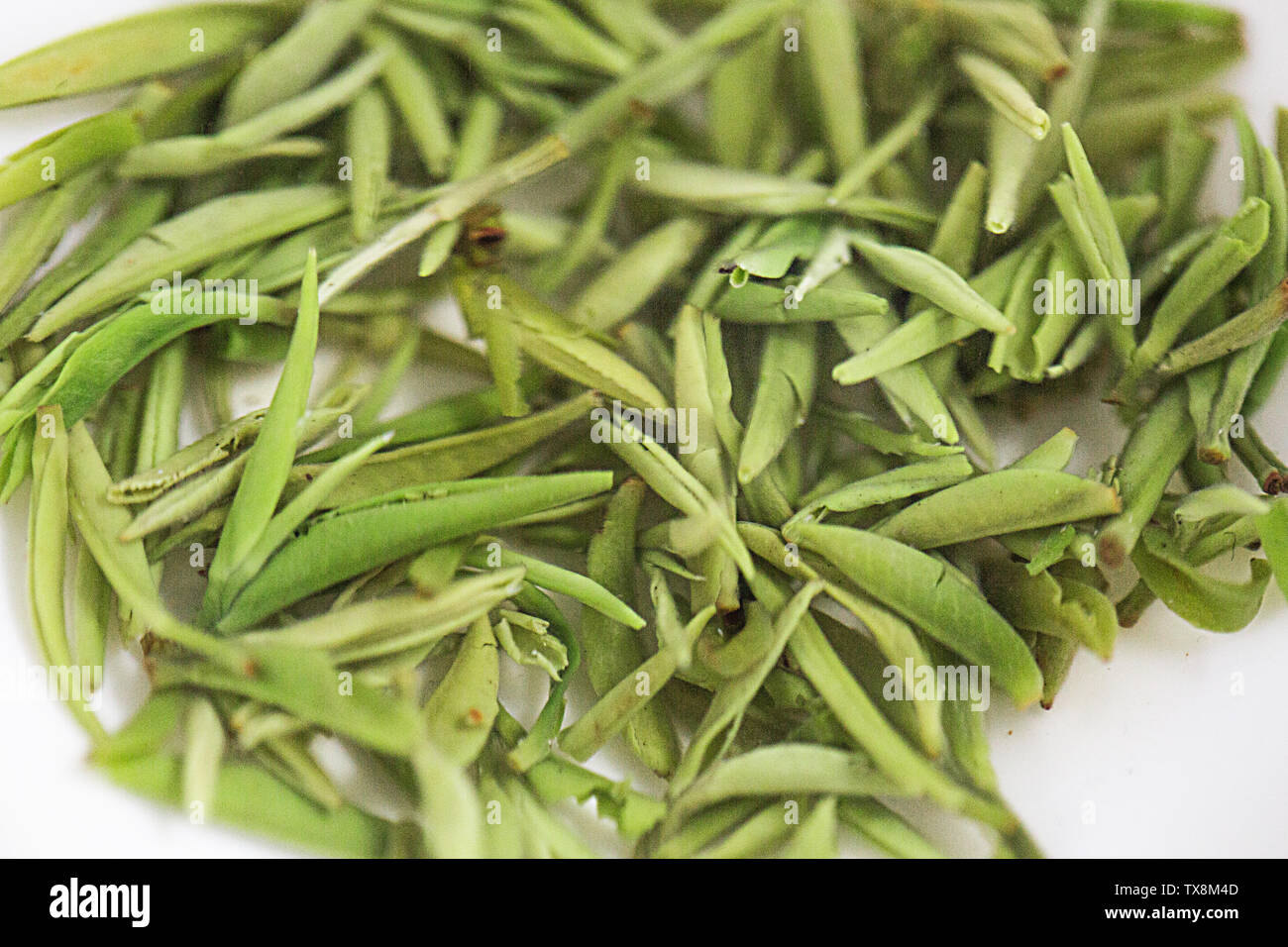 Spezielle hochwertige einzelne Knospe vor Mao Jian in Xinyang Stockfoto